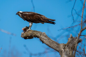 Fototapeta premium An adult osprey perches in a tree while it eats freshly caught fish