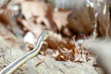 Fototapeta premium A young garter snake emerges from it's den early spring in Canada