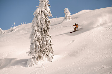 skier descending down the snowy hill on splitboard and splashing powder snow.