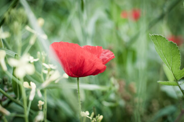Obraz premium flower on a field with natural light and soft focus background 