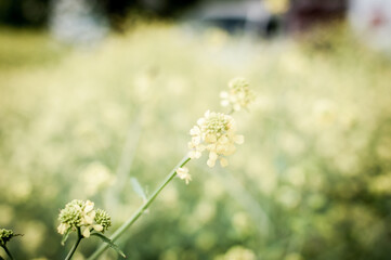 flower on a field with natural light and soft focus background 