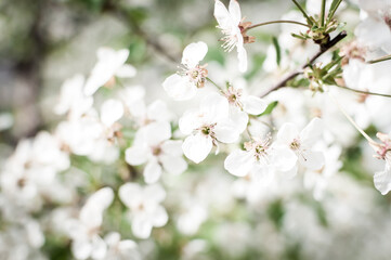 flower on a field with natural light and soft focus background 
