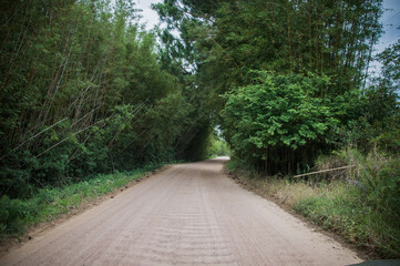 Obraz premium path in the forest