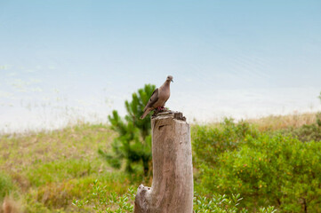 dove  on a tree