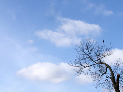 Lone Bird in Spring Tree
