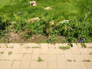 garden paver walkway path brick stone sidewalk verge lawn backyard cobblestone grass