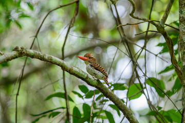 
Banded Kingfisher. Sitting on a tree branch in the forest after looking for food to feed her cubs.