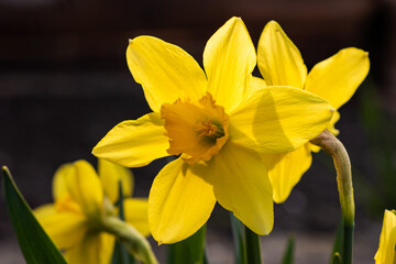 Beautiful bright yellow daffodils on a spring day