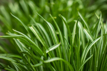 Chlorophytum Comosum Textural floral background from tropical green leaves. Spider Plant Ground Cover Outdoors.