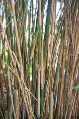 Fototapeta premium Bamboo plants with yellow and green stalks in a greenhouse in daylight. 