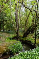 Wild garlic and bluebells alongside a stream, in Sussex woodland