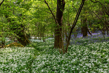 An abundance of wild garlic and bluebells growing in woodland in Sussex