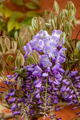 A close up of wisteria flowers on a sunny spring day