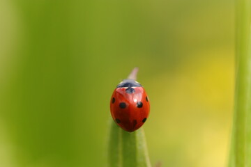 close up ladybug climbing in green grasses and flowers