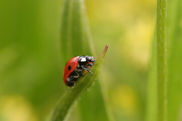 close up ladybug climbing in green grasses and flowers