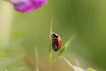 close up ladybug climbing in green grasses and flowers