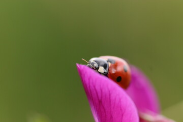 close up ladybug climbing in green grasses and flowers