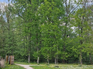 trees in the park