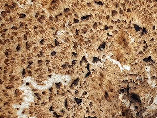 Macro of a Dryads saddle Polyporus squamosus or pheasants back mushroom