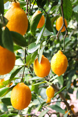 ripe lemons on tree branches. trees with ripe lemon fruits in a greenhouse