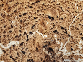 Macro of a Dryads saddle Polyporus squamosus or pheasants back mushroom
