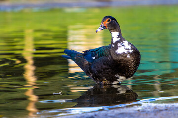 Muscovy duck in pond