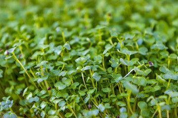 Microgreens growing in tray closeup