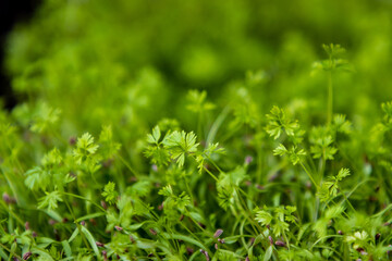 Microgreens growing in tray closeup