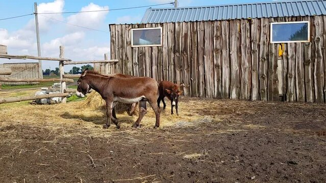 Donkeys on the farm. Beautiful donkeys on the farm. Donkeys behind a hedge on a farm