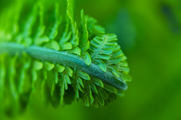 Close up of a young fern leaf in the form of a spiral