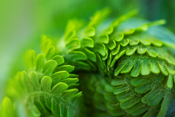 Close up of a young fern leaf in the form of a spiral - obrazy, fototapety, plakaty