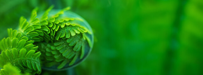 Beautiful close up view of fresh green young fern in spiral form with shallow depth of field In the...