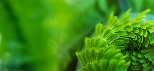 Close up of a young fern leaf in the form of a spiral