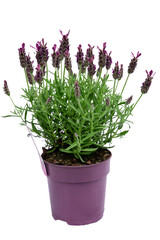 lavender herb in a pot