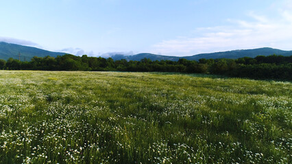 Aerial for daisies swaying in the wind in the field near the mountains on blue cloudy sky background. Shot. White camomiles on the summer field with pine trees.