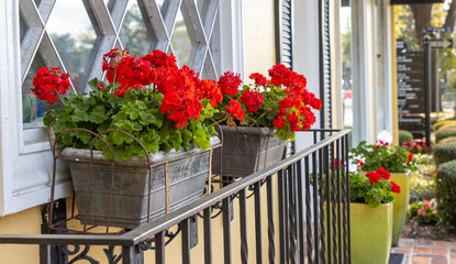 Red flowers in window box