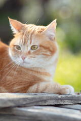portrait of red confused cat walking on spring nature, funny pet