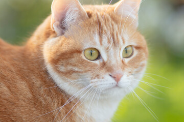 portrait of cute ginger cat outdoors, face pet, fluffy cheeks