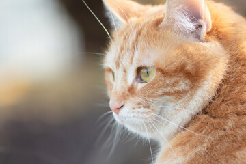 portrait of cute ginger cat outdoors, face pet, fluffy cheeks
