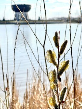 Blooming willow near the river in the Kazan, against the backdrop of the wedding palace Chasha. Tatarstan, Russia 