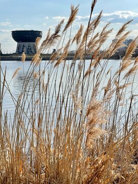 Dry pampas grass near the river in the Kazan, against the backdrop of the wedding palace Chasha. Tatarstan, Russia 