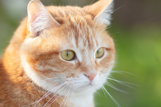 portrait of cute ginger cat outdoors, face pet, fluffy cheeks