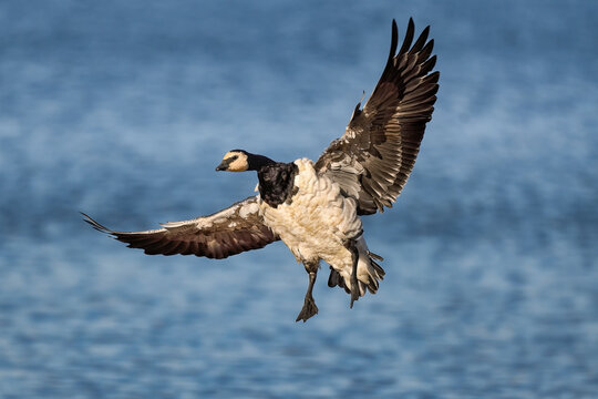 Barnacle goose. Breaking before landing..