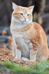 portrait of red confused cat walking on spring nature, funny pet