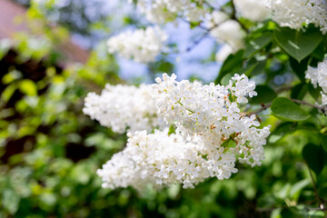 Tender delicate white lilac, Syringa vulgaris double flowers close up.Branches with white flowers in the park. White lilac blooms beautifully in spring.
