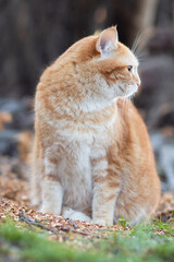 red cat sits in the yard and turns around