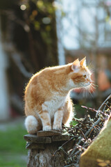 beautiful red cat sits on a stump in the yard among the branches at sunset, the pet walks in nature