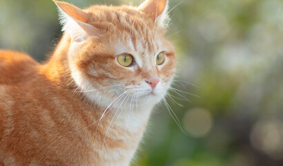 Naklejka na ściany i meble face of red confused cat with flattened ears hunting outdoors, funny pet