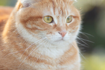 portrait of cute ginger cat outdoors