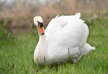 A white young swan stands on a green meadow in spring, in front of a small stream in nature